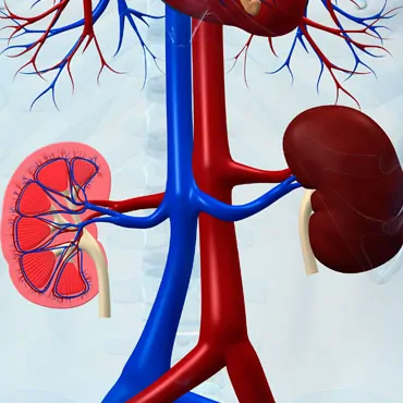 Kidney Function Test – KFT